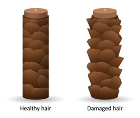 Hair_Cuticle_01